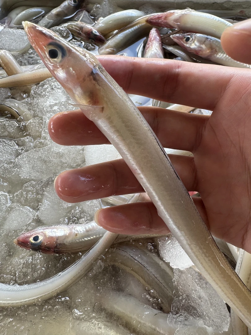 新鲜海鳝 海肉鳝 鳝鱼 香煎 红烧 焖 3斤