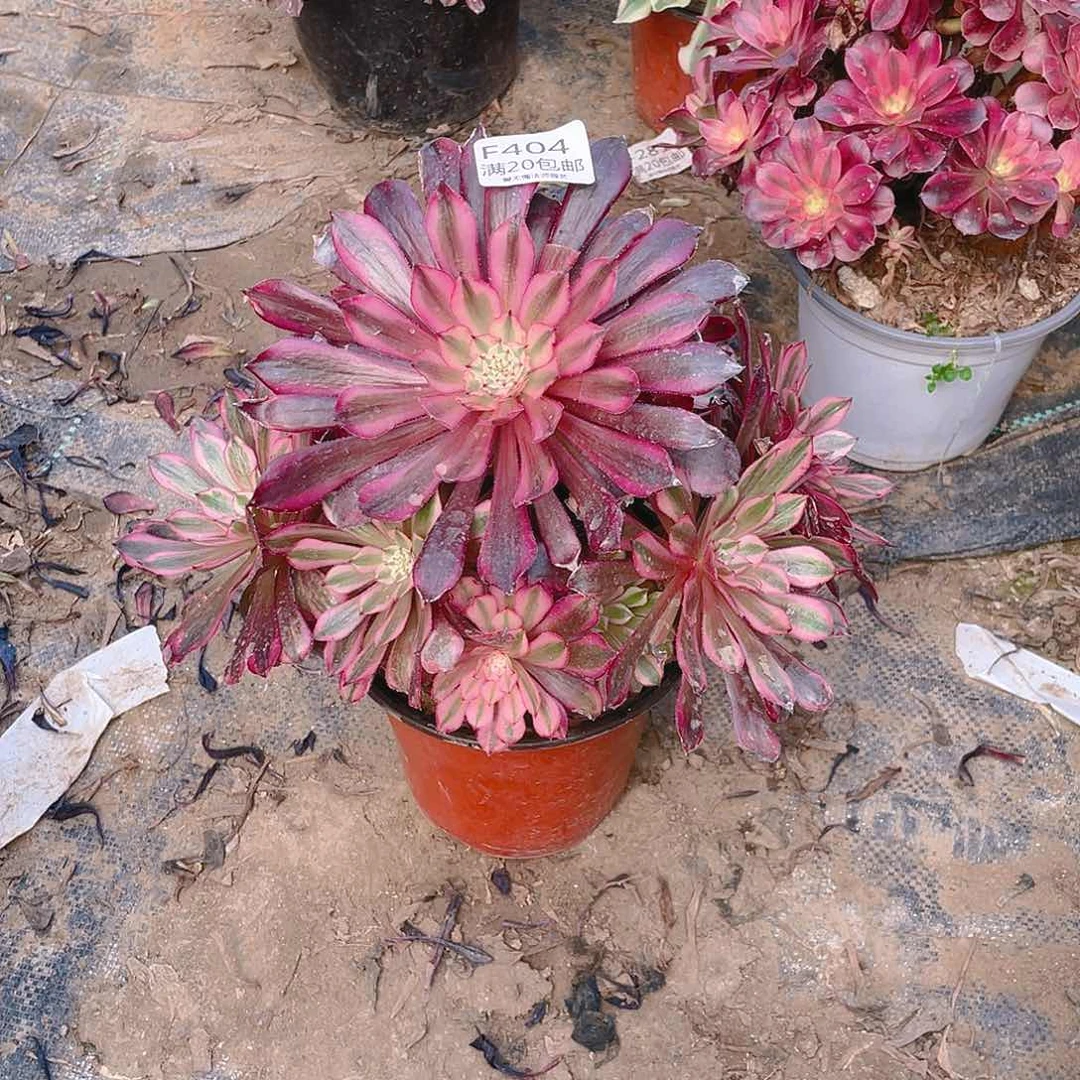 404铜壶超白多肉