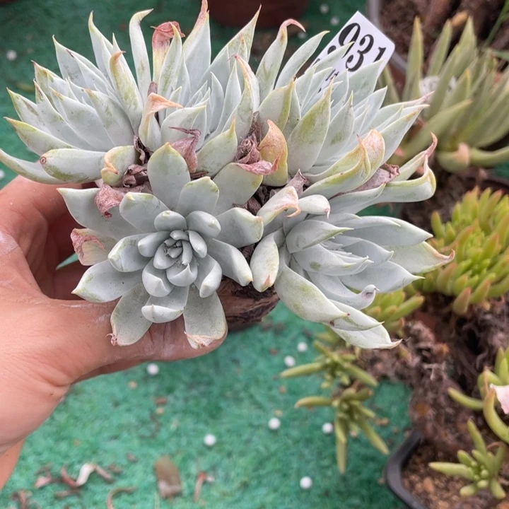 931号雪奴多肉植物