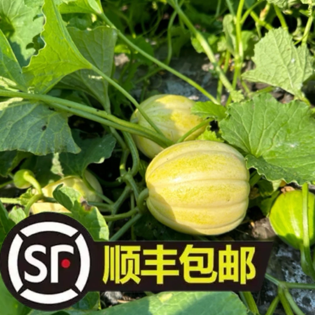 黑龙江香瓜新鲜现摘清甜可口的当季水果