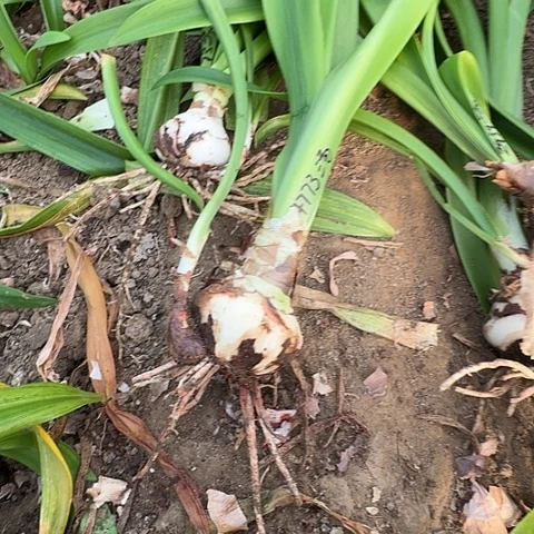 幸***`澳朱汤姆7+带一侧4773