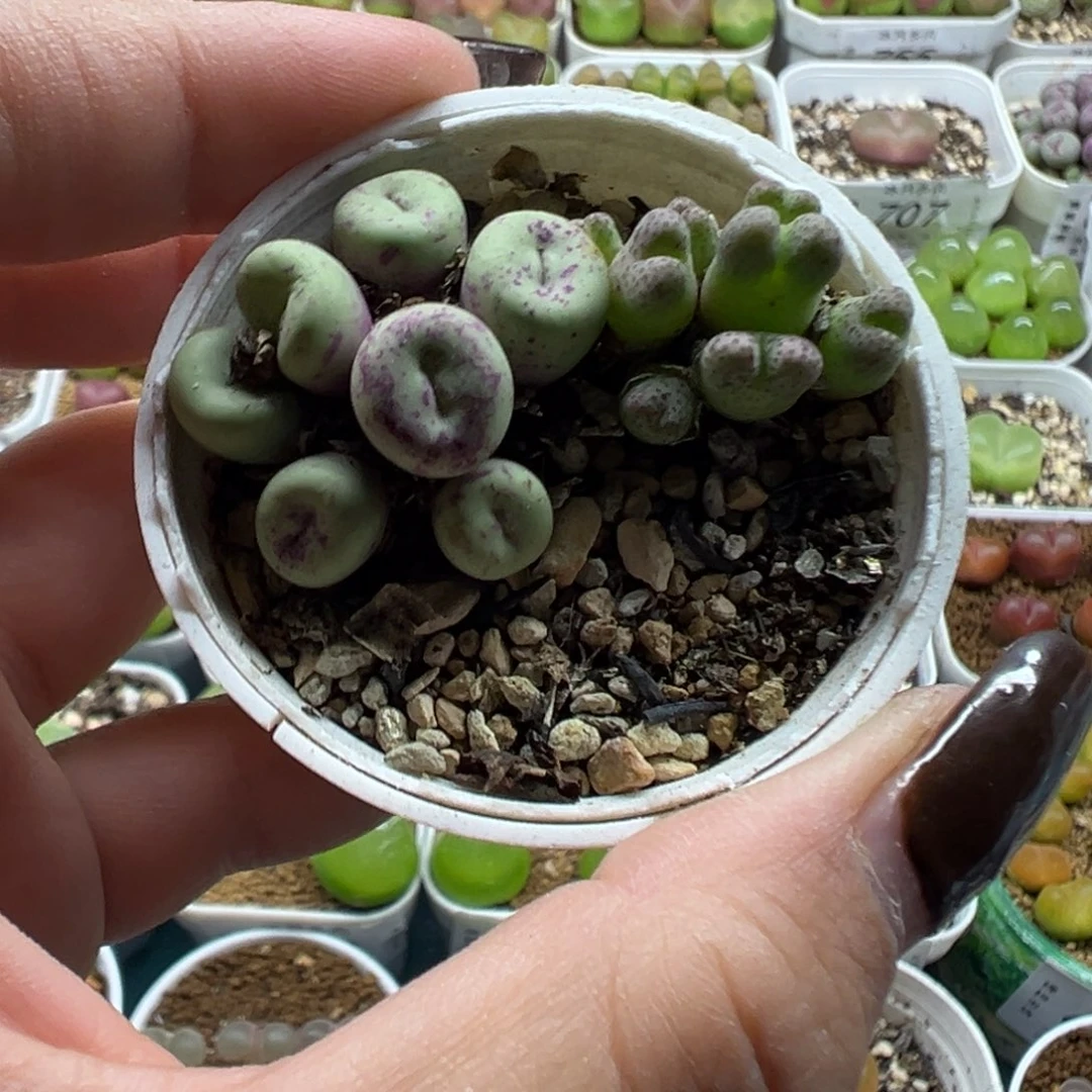 004斑马和红嘴带盆土发货