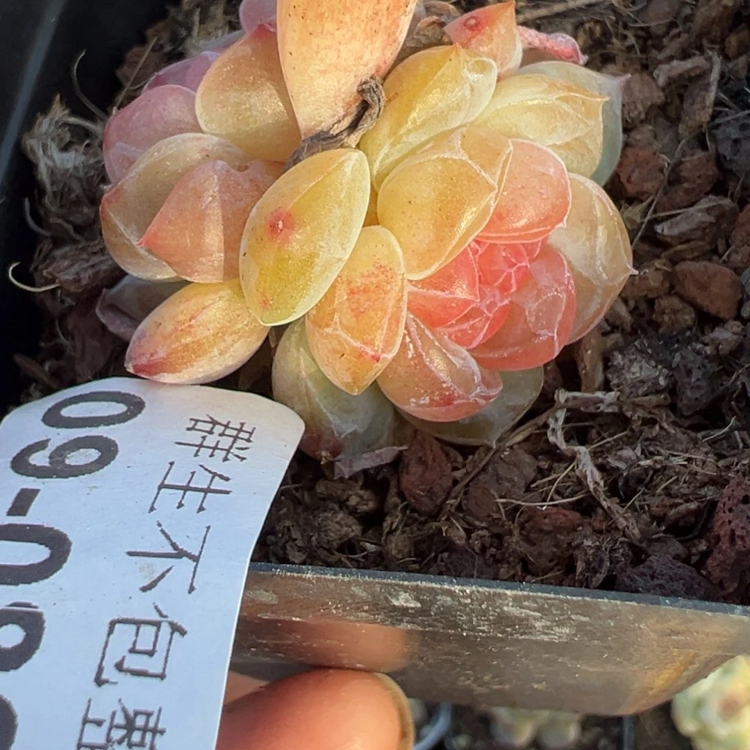 小卡拉米糖心一物一拍9-80