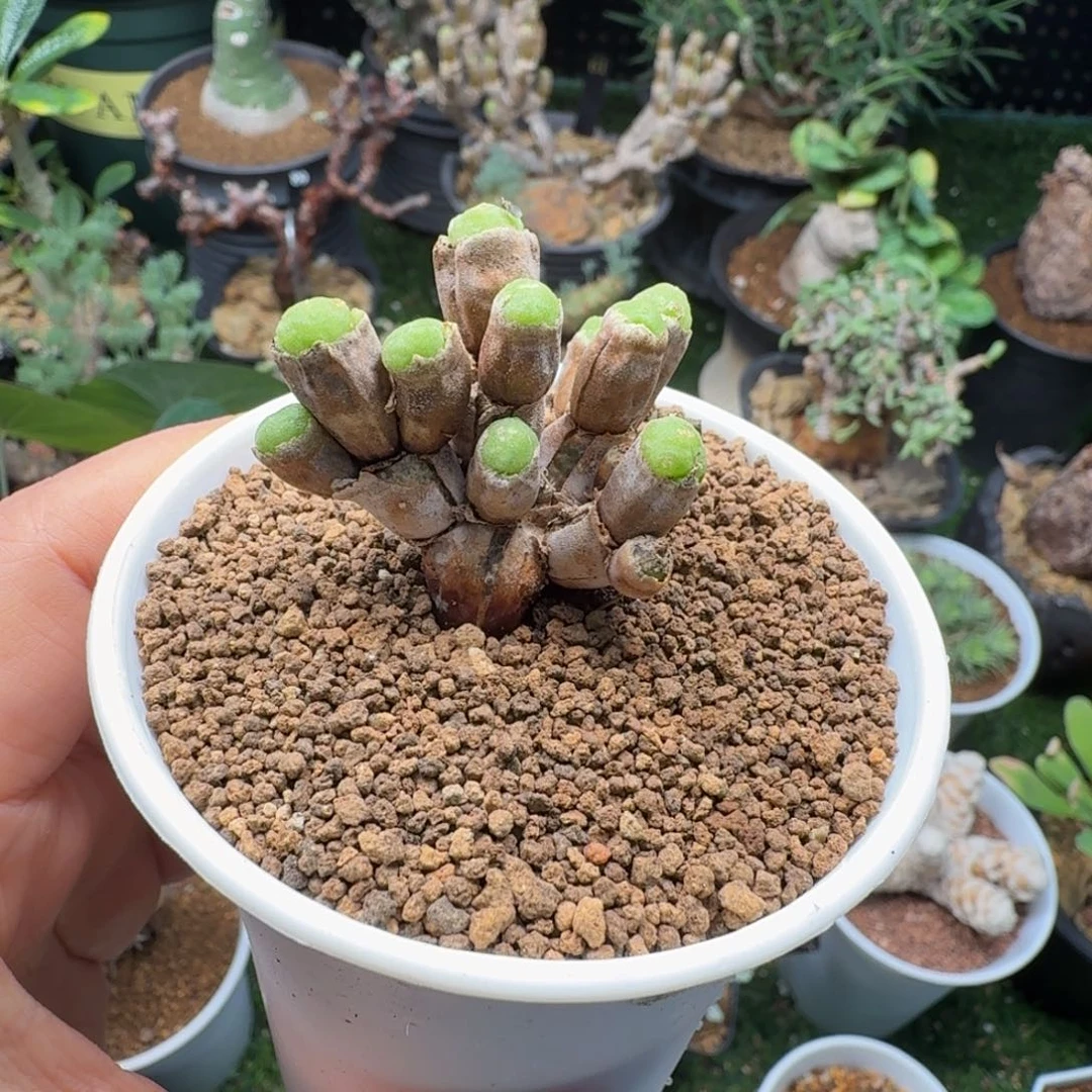碧光环小兔子445仙人掌