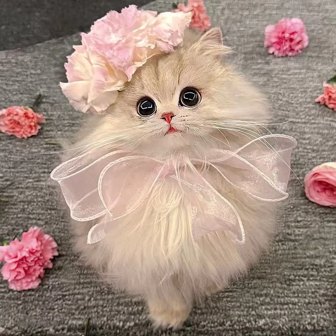 绒耳山房urpet全价猫用主食冻干高蛋白猫主粮280g