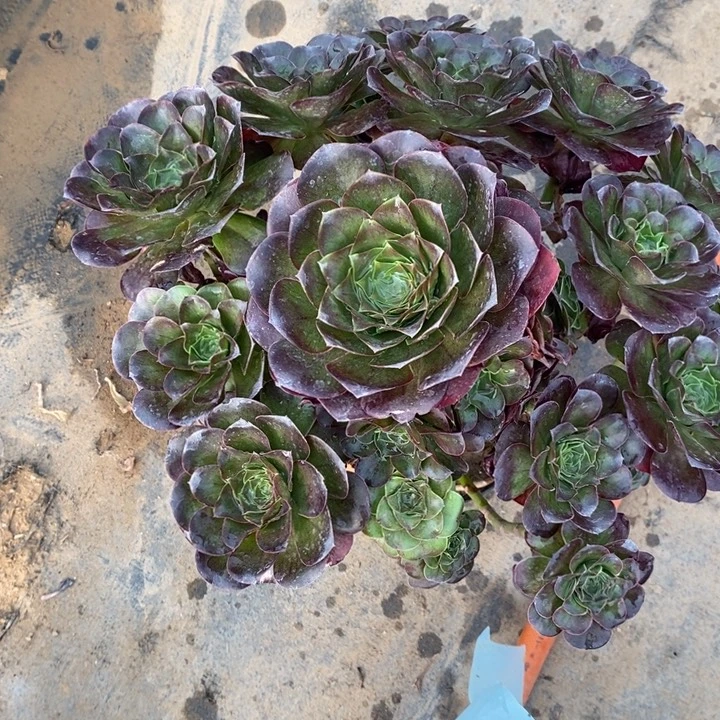 魅金玫瑰49多肉植物法师36公分