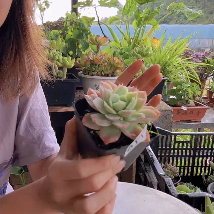 774号 一物一拍一物一拍