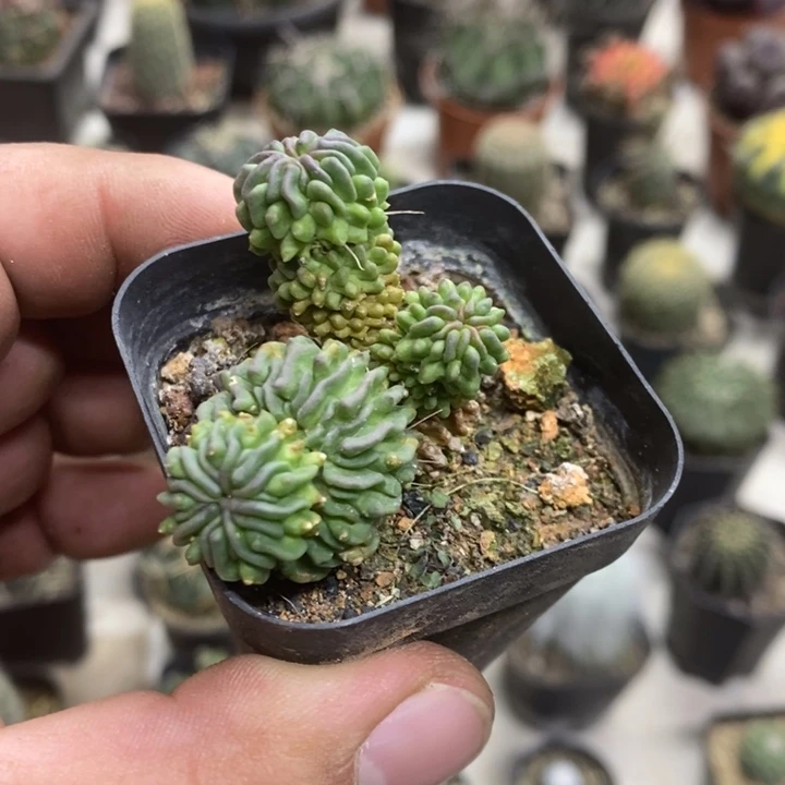 蝌蚪球群特价福利