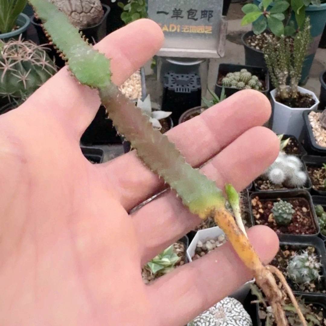 554飞龙大戟脱土发货