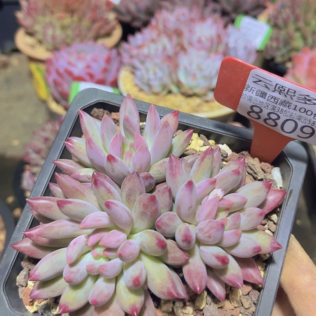 8809车厘子多肉植物