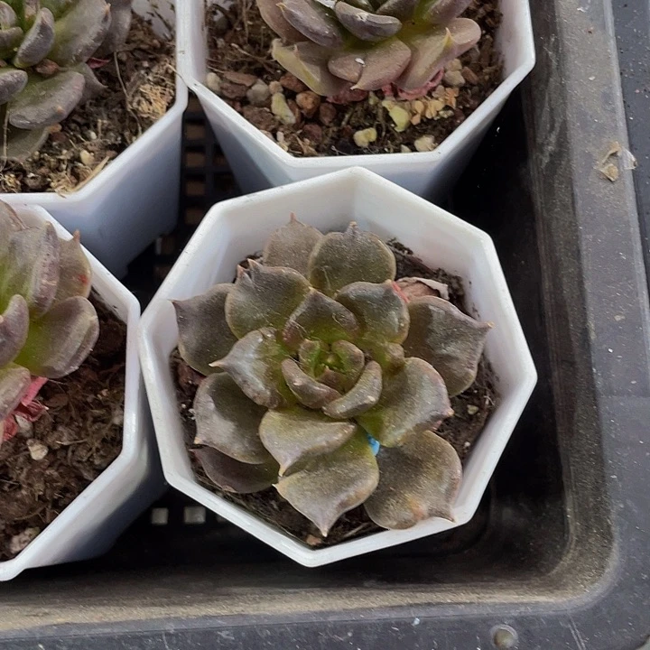 黑饺子带盆土发货