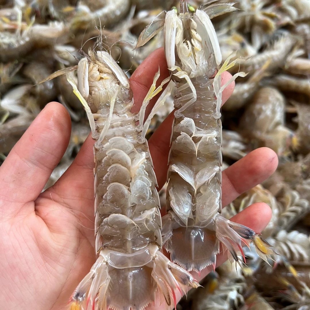 东海海捕新鲜皮皮虾（不保活到）--顺丰冷链
