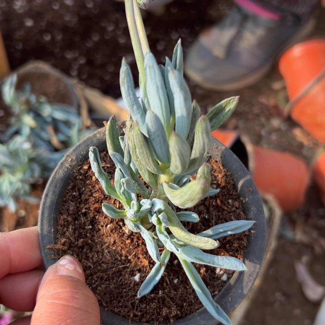 多肉植物多肉植物