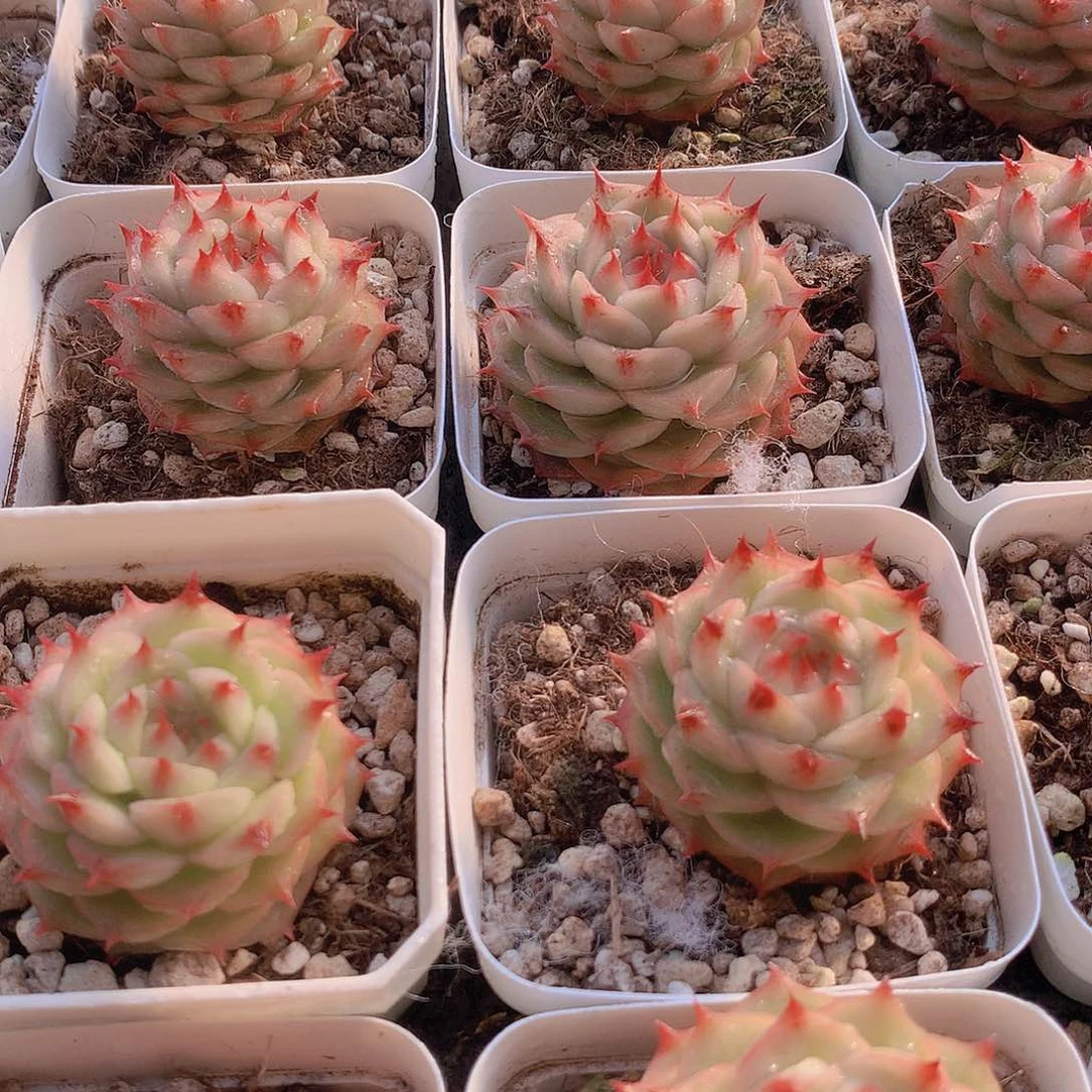 青稞珍妮235678899000000