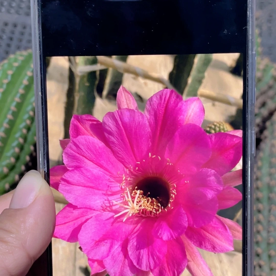 金妞紫罗兰侧芽高7公分以上