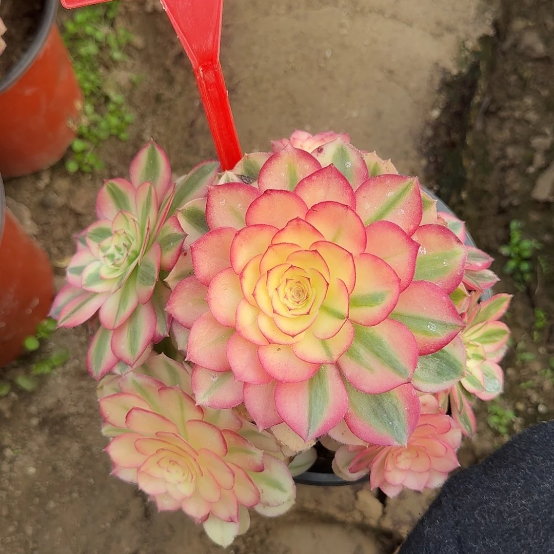 4191荔枝多肉法师铭文