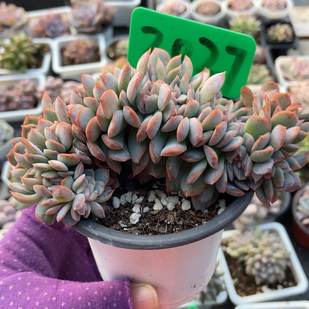 2027莎莎女王缀多肉植物