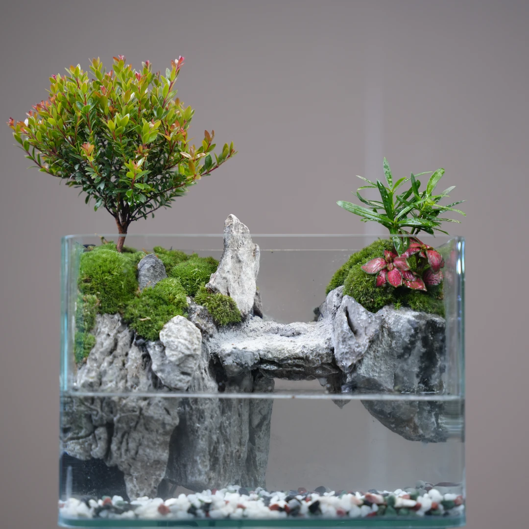 【步步高升】25cm长瀑布3瓦内循环小叶赤楠罗汉松养鱼真植造景