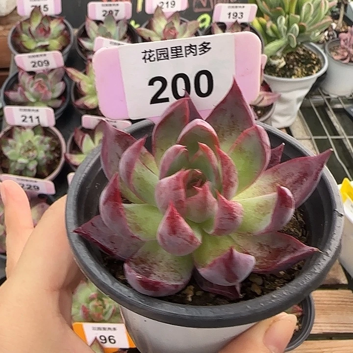 200 惊鸿仙子多肉植物