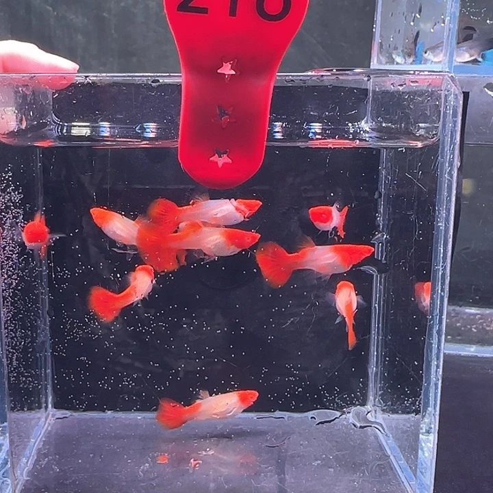 孔雀鱼216号，10条鱼