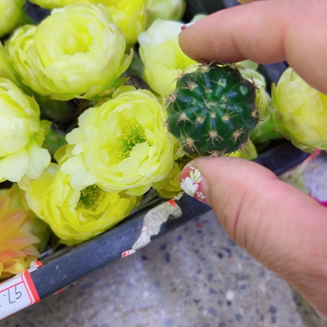 下15丽花黄水晶歪无根侧芽2公分左右20包邮