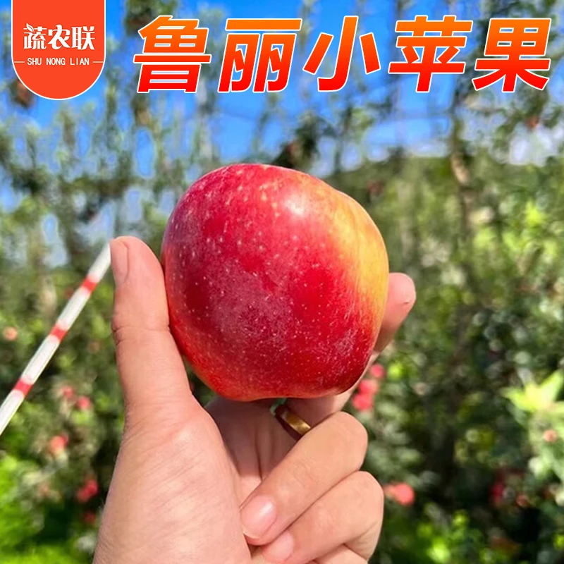 蔬农联 山东鲁丽苹果 新鲜水果当季现摘脆甜嘎啦果富士小苹果