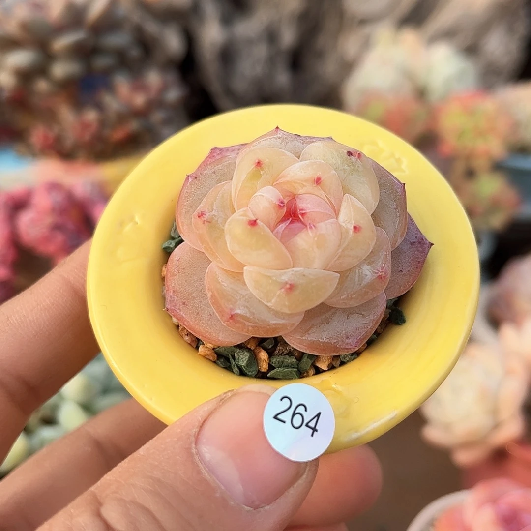 甜心264 含盆含土发货 30包邮偏远除外