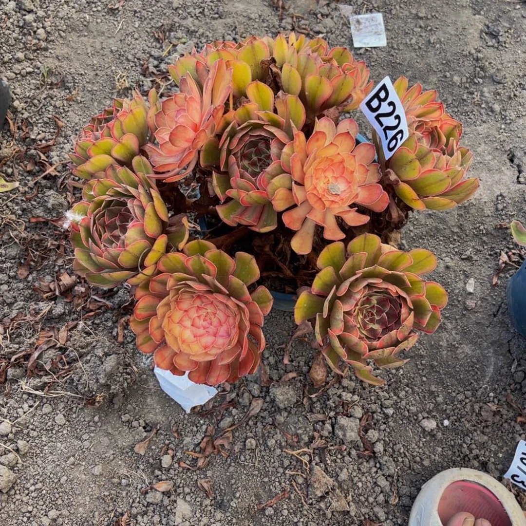 七彩万圣节15/-9包邮
