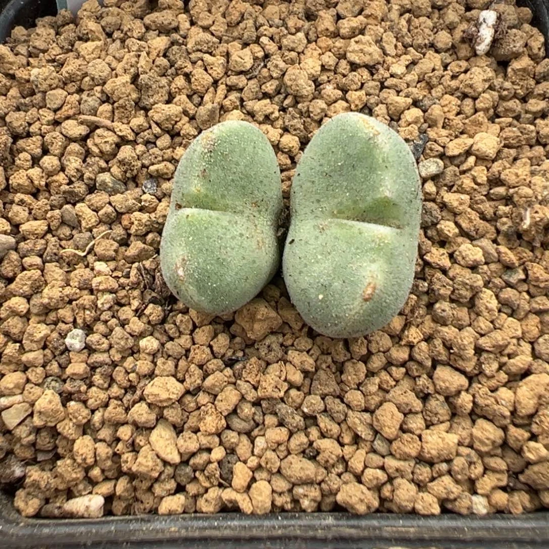 17-58绿豆糕多肉植物