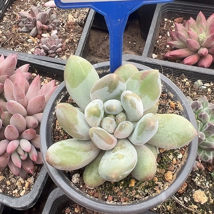 胖X去一物一拍104