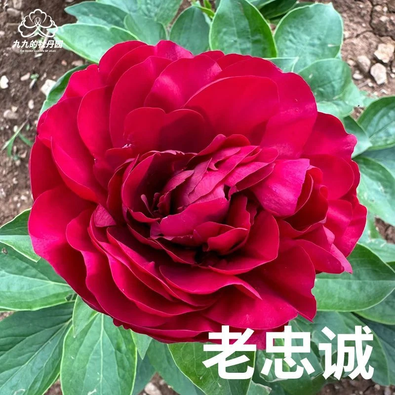 【老忠诚】进口千层重瓣大花芍药花大苗盆栽地栽庭院可种植基地直发