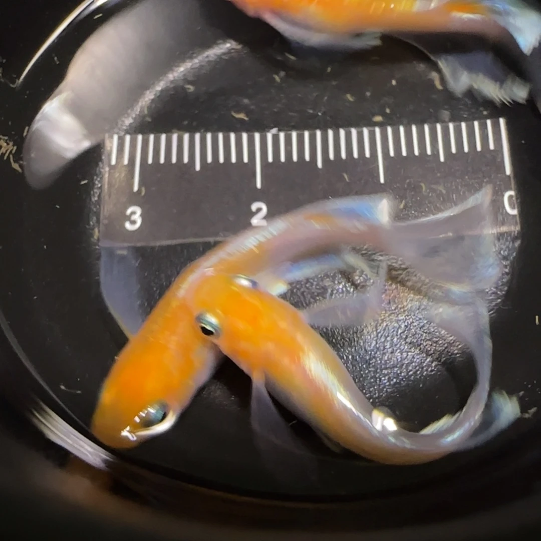 青鳉鱼一物一拍867