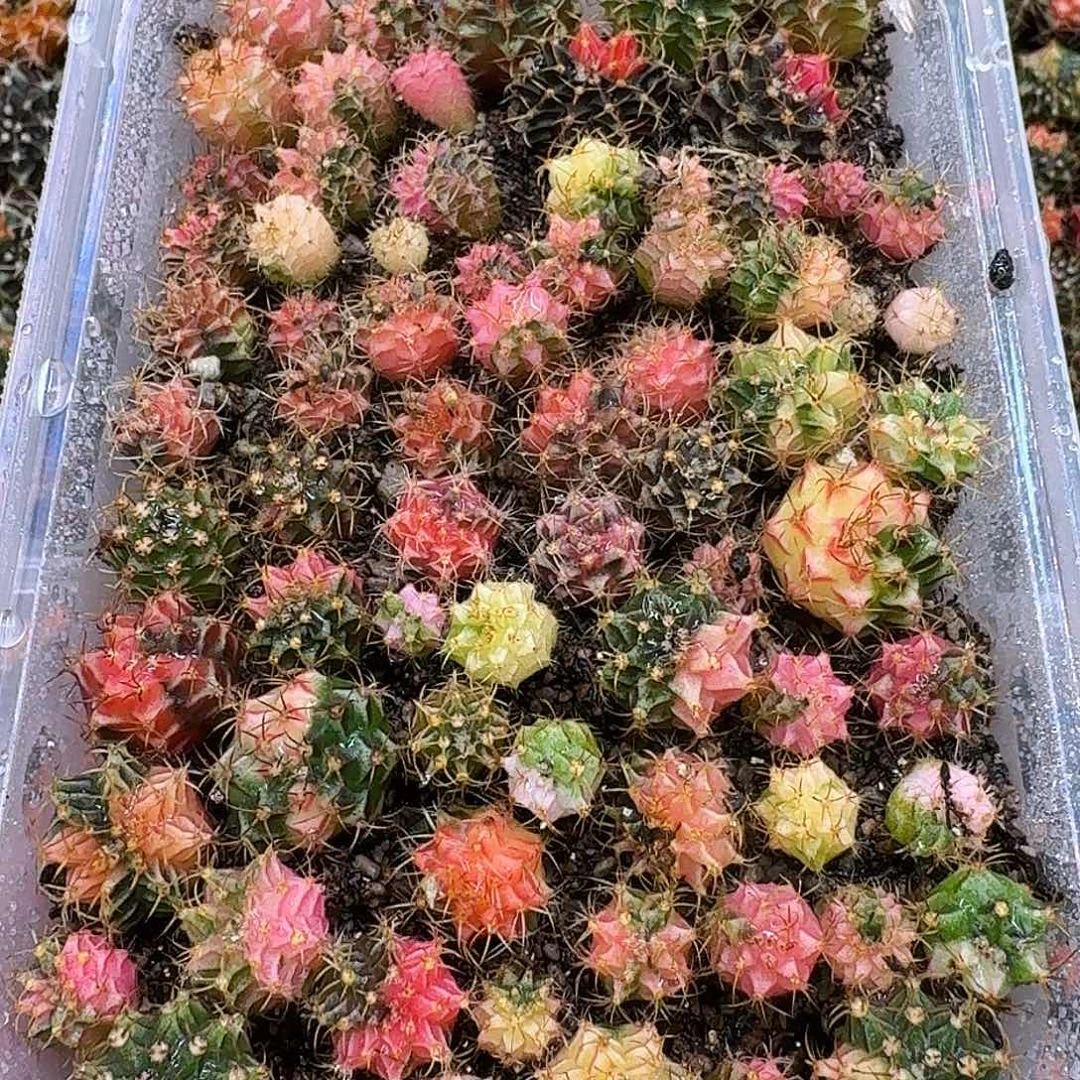 可***甜米哈实生自然锦61