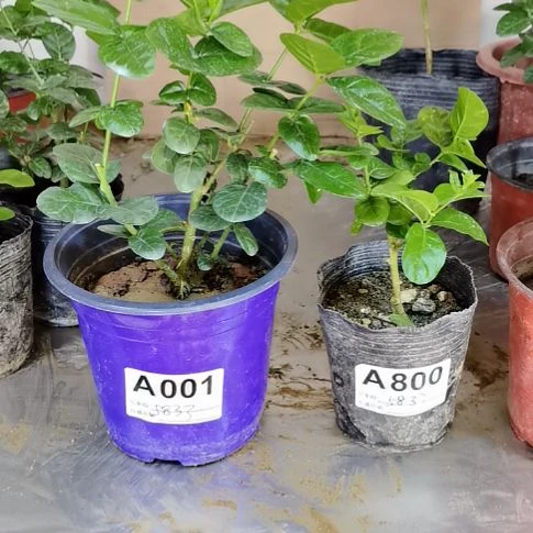 大部分花苞少量开放荞*