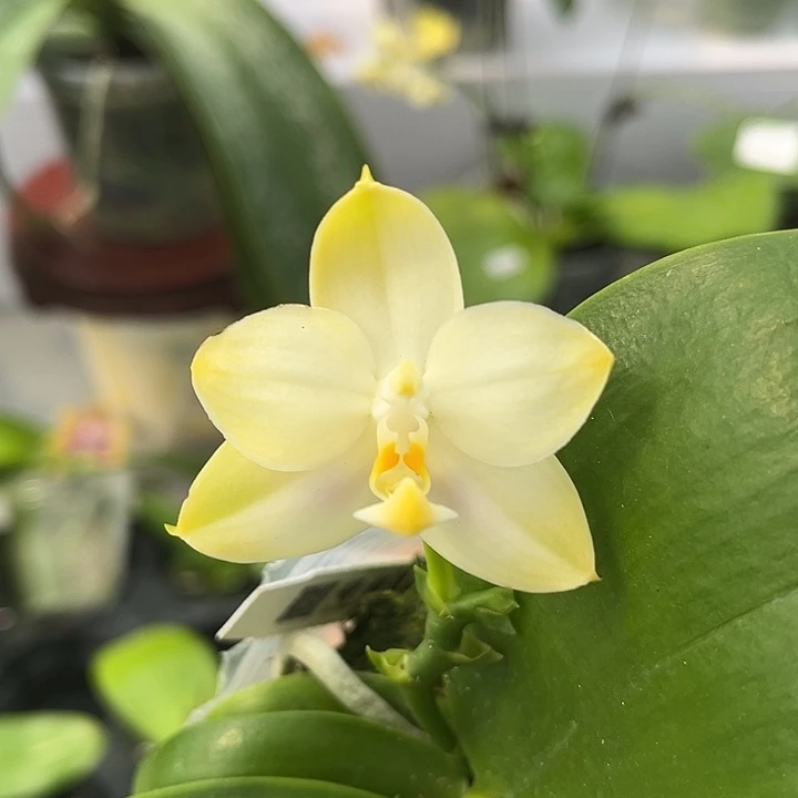 全部花苞2.5搓背詹姆斯交绿鹰