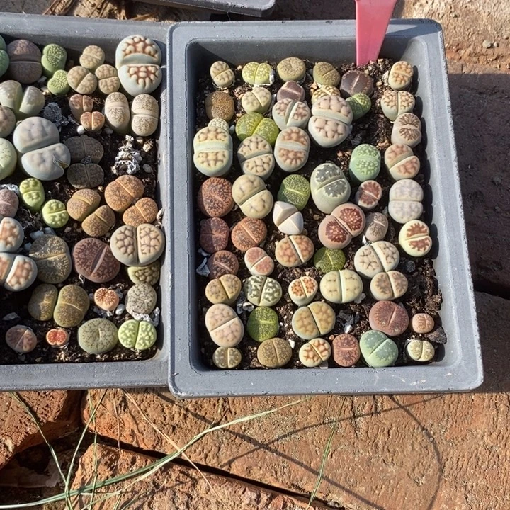 垚***卉生石花等植物的生长681