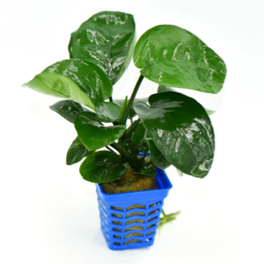 大叶水榕自带营养杯懒人水草有水即活活体水草易养