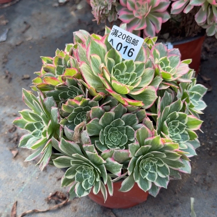 满20包邮，16海王群生