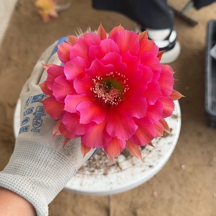 仙人球彩草带根123