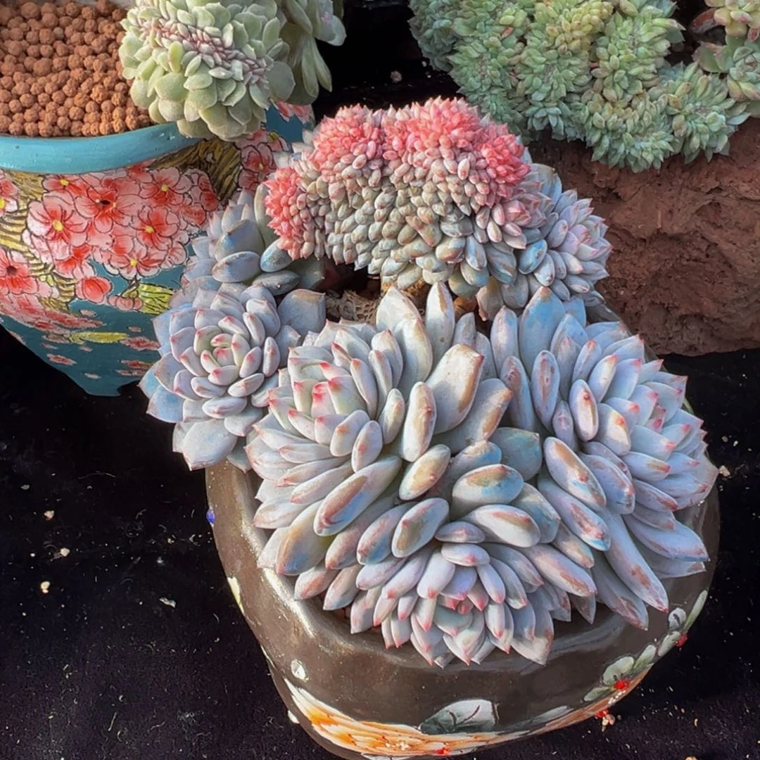 星星橙缀化 天天开心