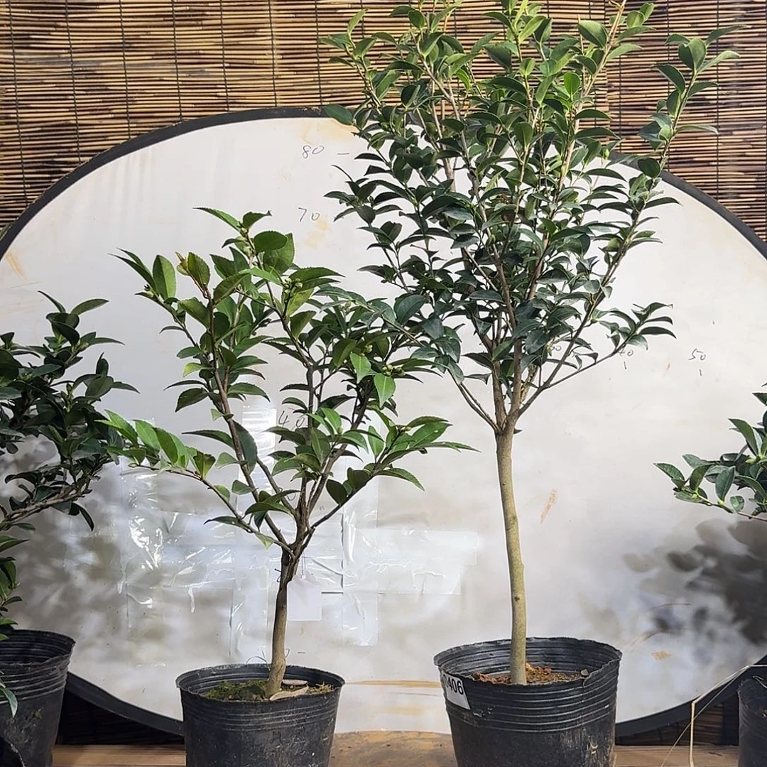 全部花朵英八 紫丁香108