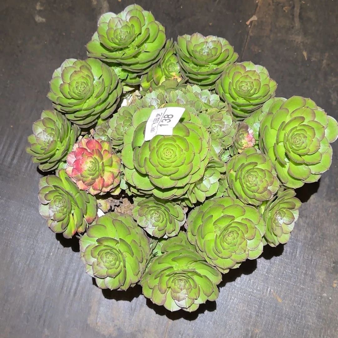 138多肉 海王七彩福利