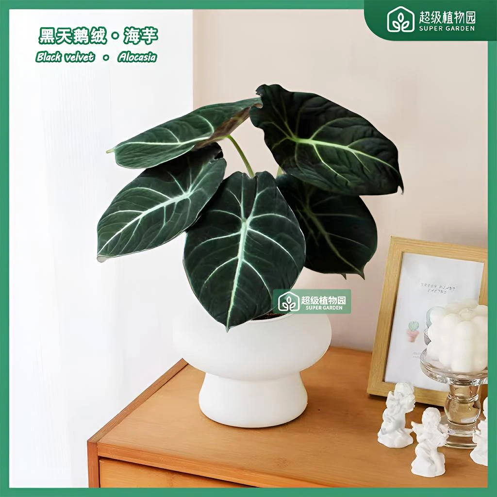黑天鹅绒忍者海芋盆栽办公室好养活热植竹芋室内绿植盆景四季植物