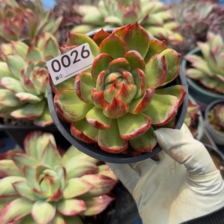 惊鸿仙子 0026.....