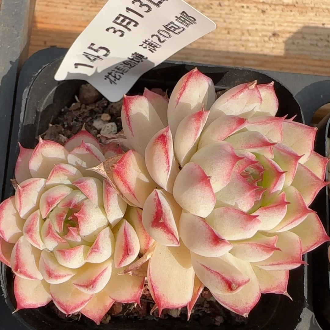 花语逸镜0313-145