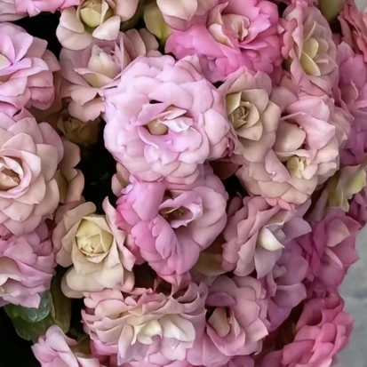 长寿花盆栽～【莉莉安】开花发货