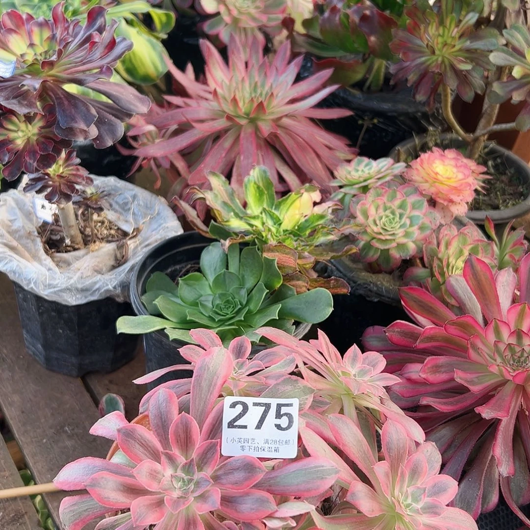 老桩浣纱275多肉植物多肉植物