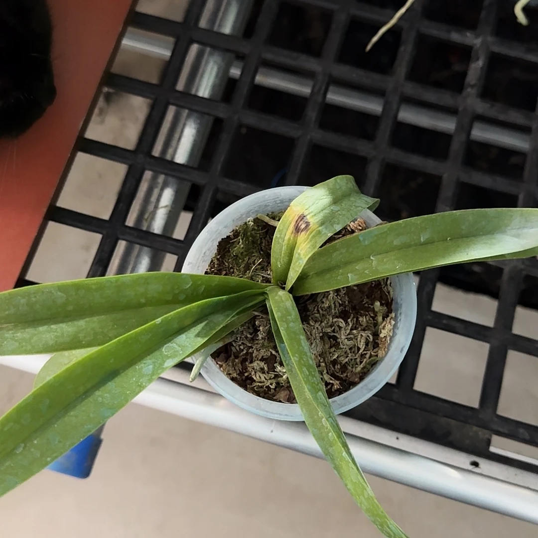 完全开放张蓝波瑕疵苗