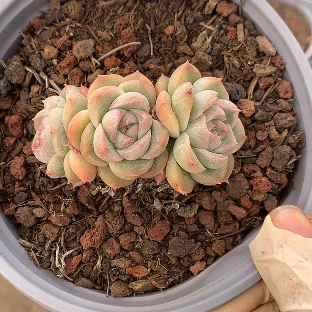 【闪购商品】云720