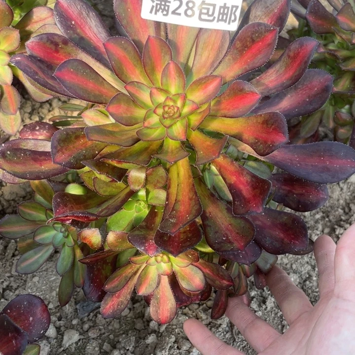 1428二号棚晚霞多肉植物N